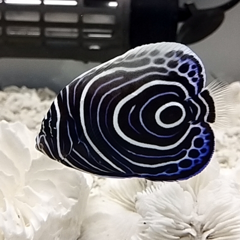 koyamee