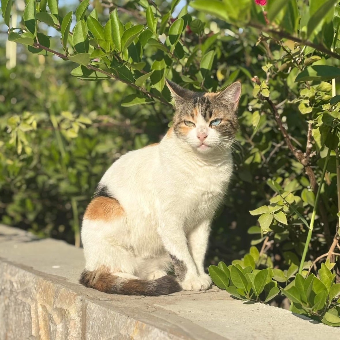 Shrii