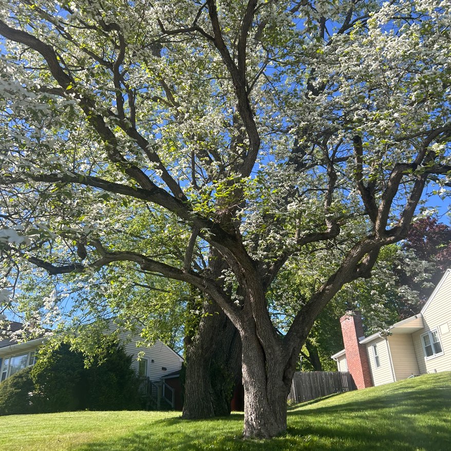 Gab