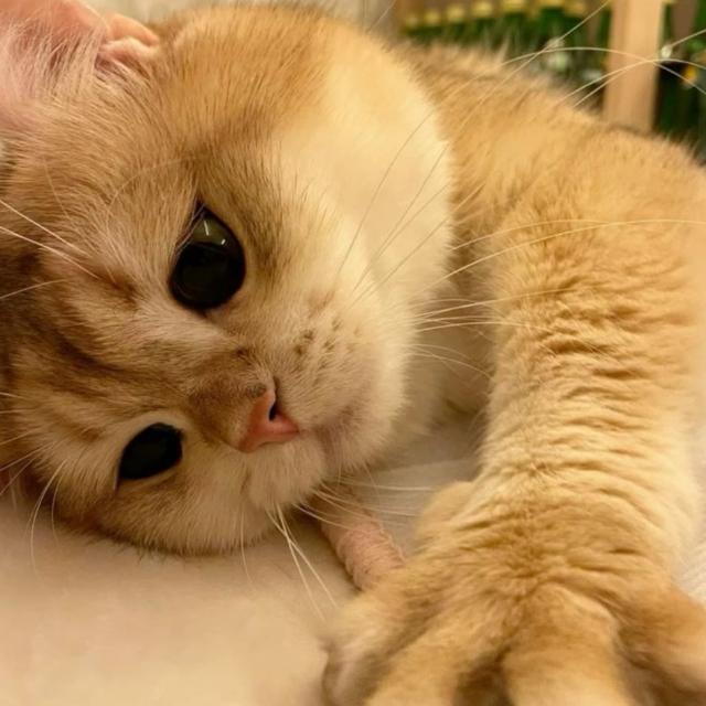 윤아