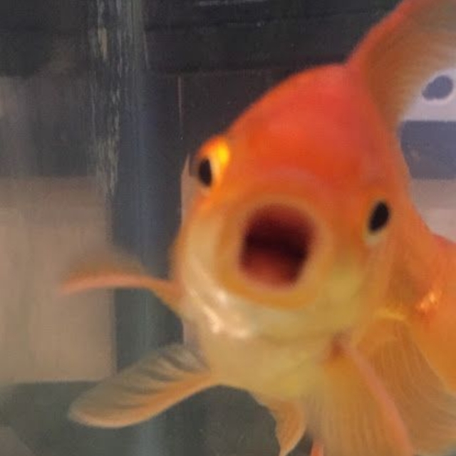chiä