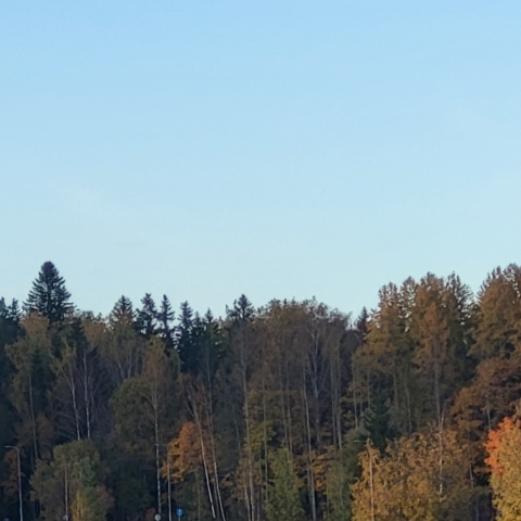 Maarek