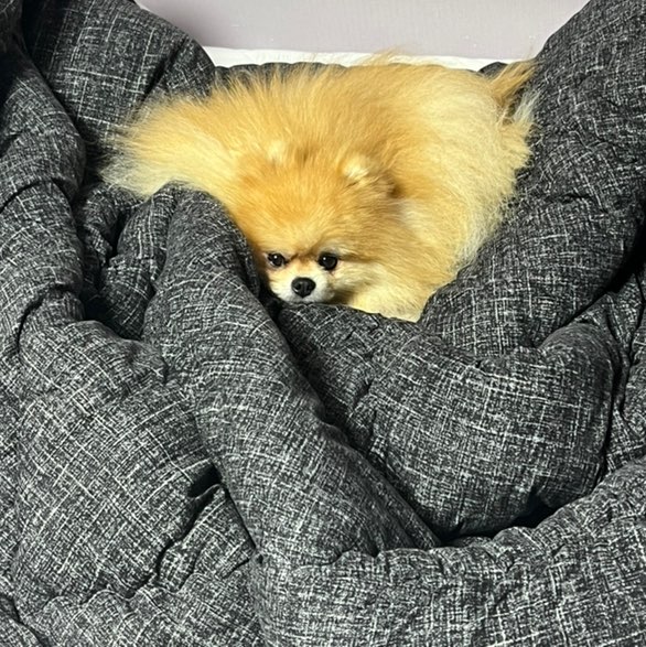 Yun