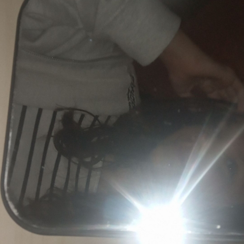 Míša
