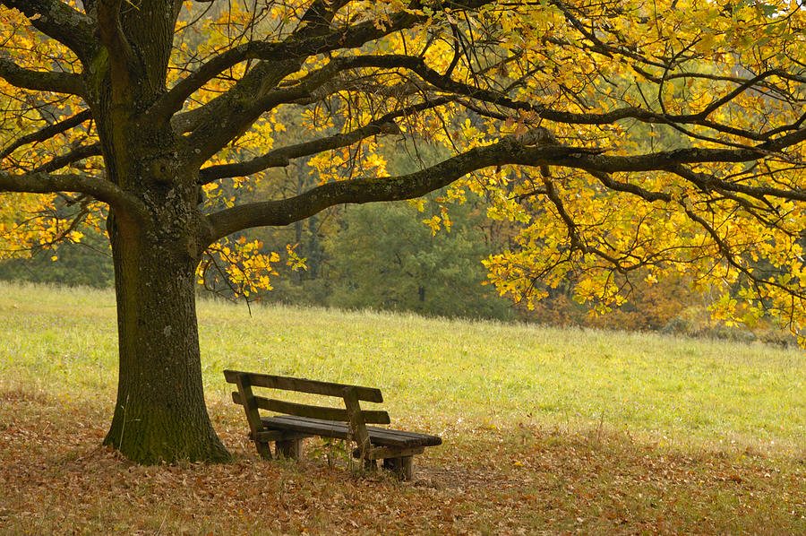 poetry-the-listener-an-old-bench-near-an-old-tree-both-a-hundred