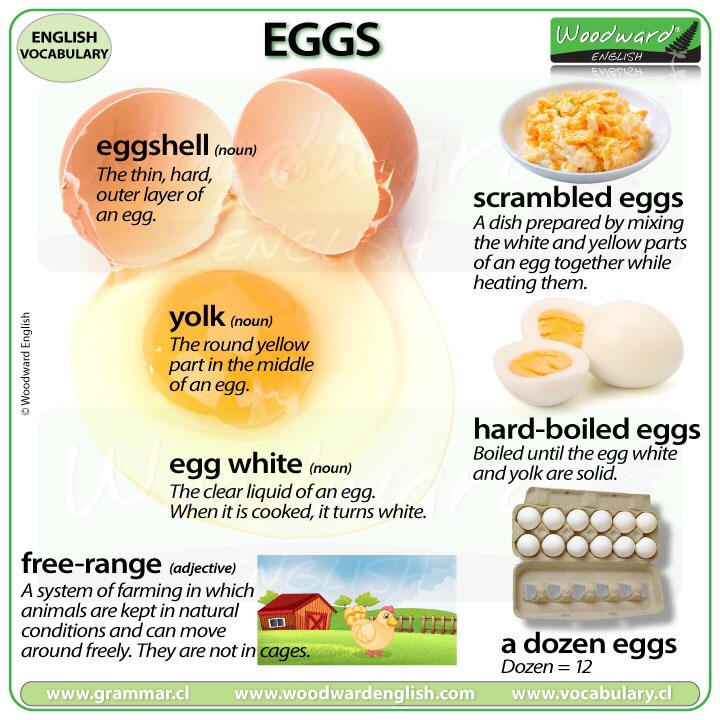 Do you like eggs? I love eggs! Egg Vocabulary >Eggshell