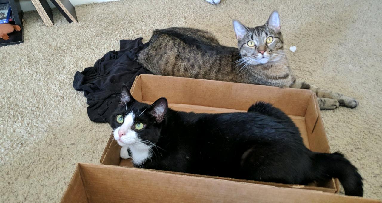 I have two cats that I love very much! Do you have any pets? Besides cats and dogs, what is a